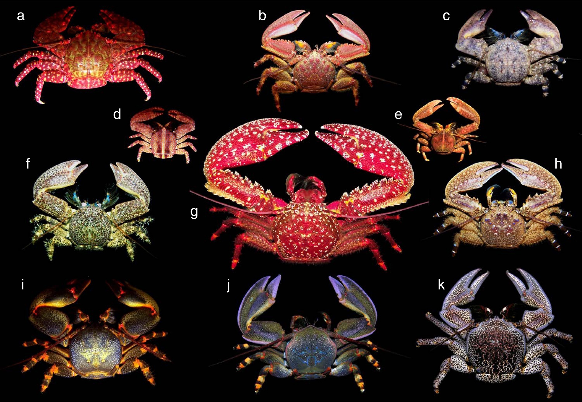 South eastern Pacific species of Petrolisthes Allopetrolisthes and Liopetrolisthes Porcellanidae